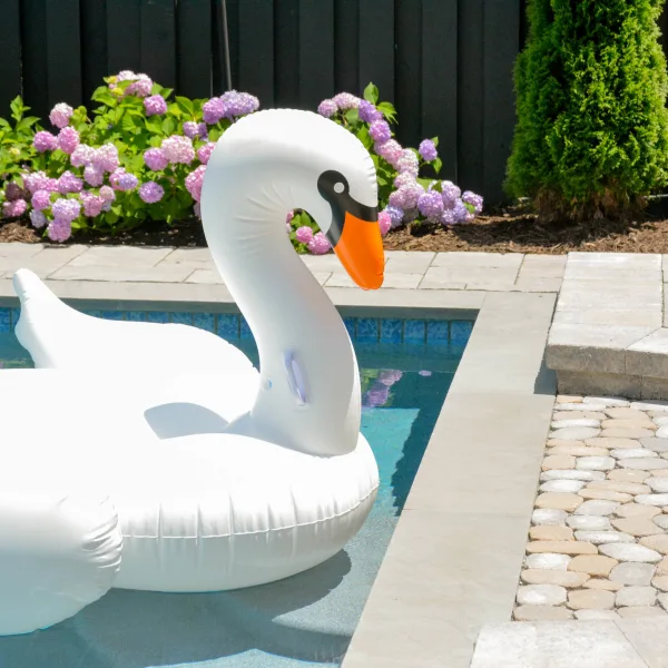 Blow up Swan in backyard pool