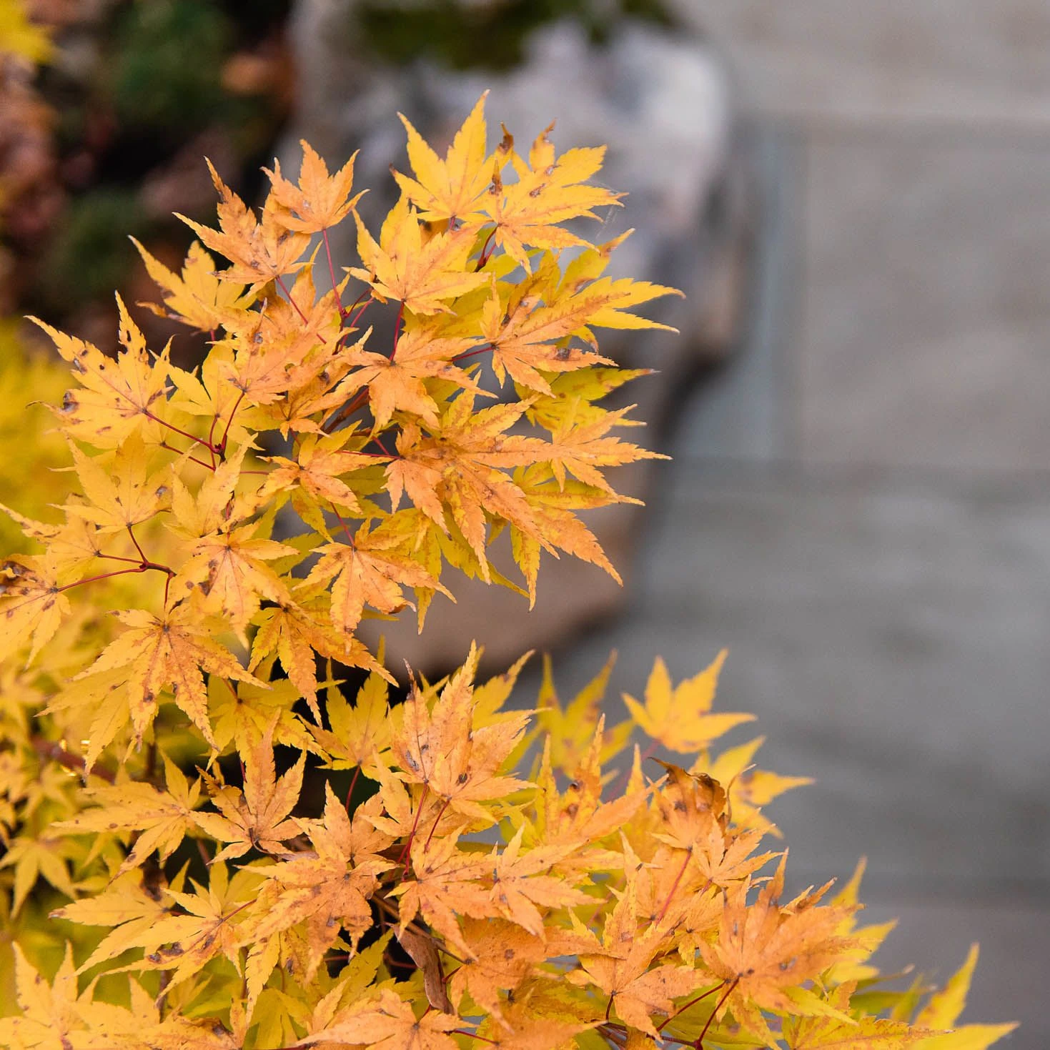 oak leaves turning yellow in the fall