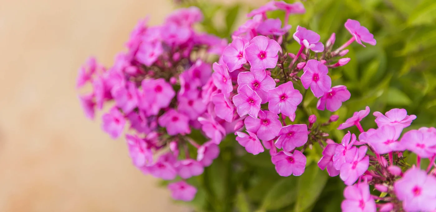 Benefits of Landscaping with Native Plants