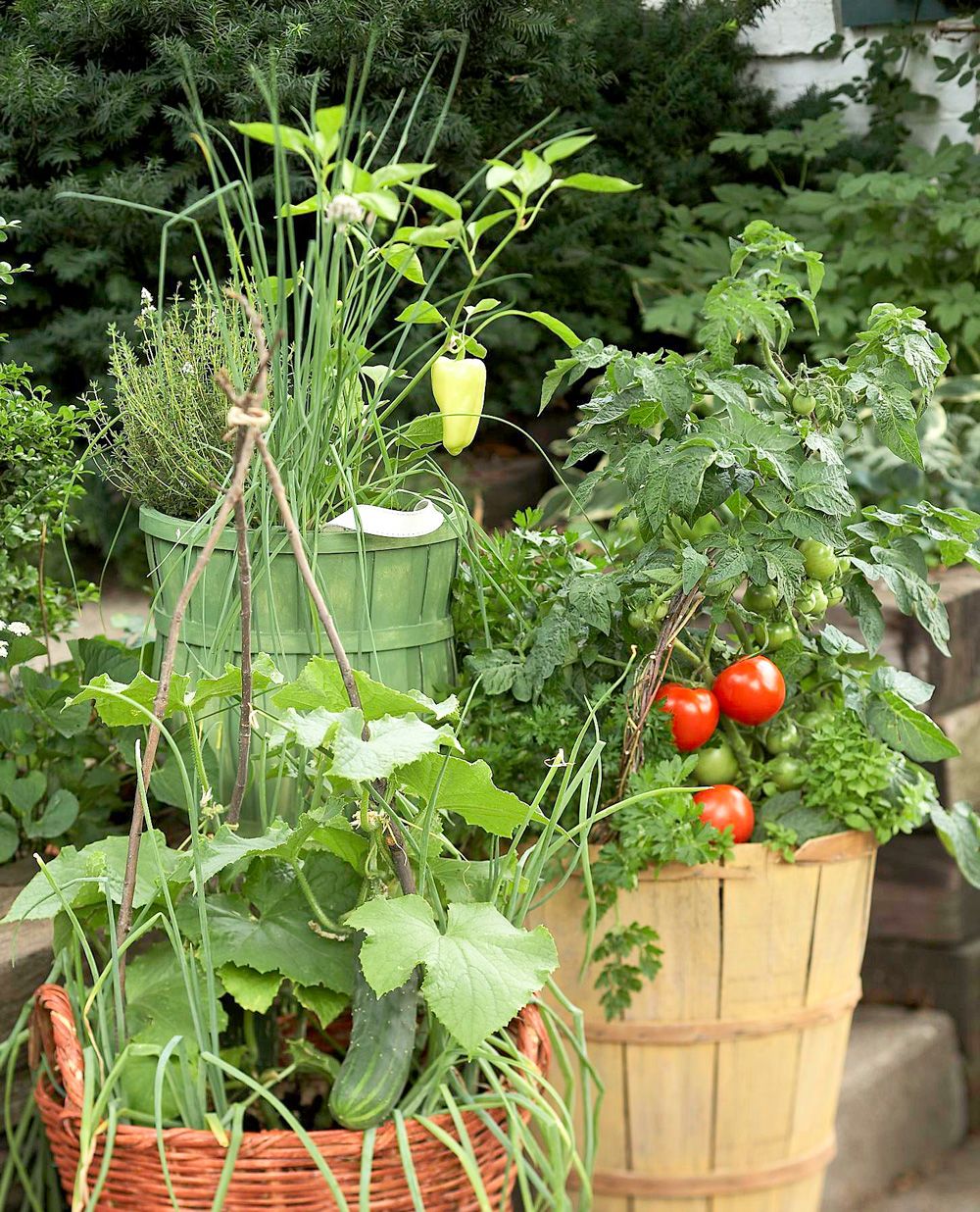 <div>Recommended Container Sizes:</div>