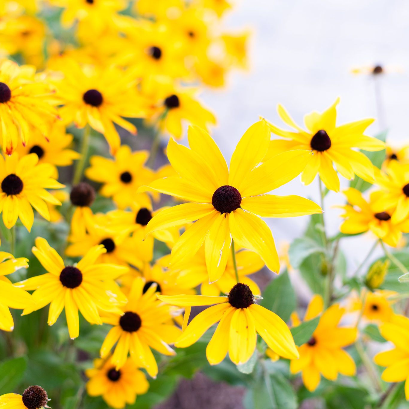 Black eyed susans along the patio edge
