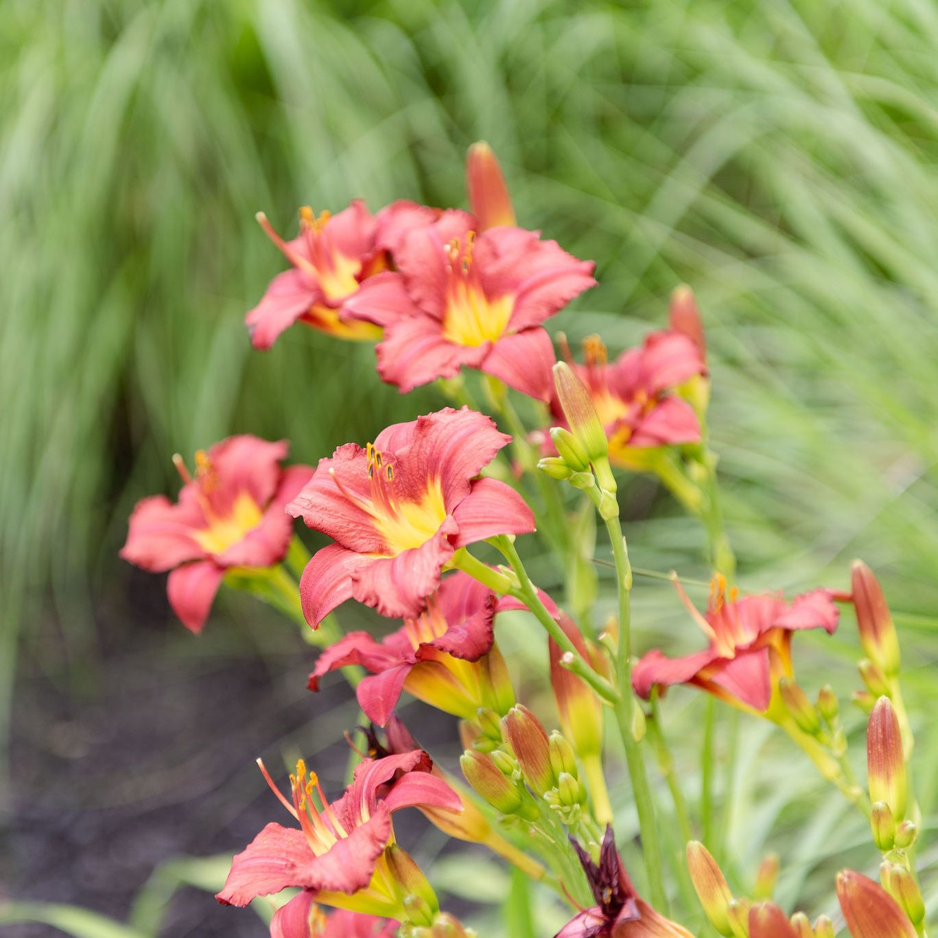 Red daylily with grasses in the landscape