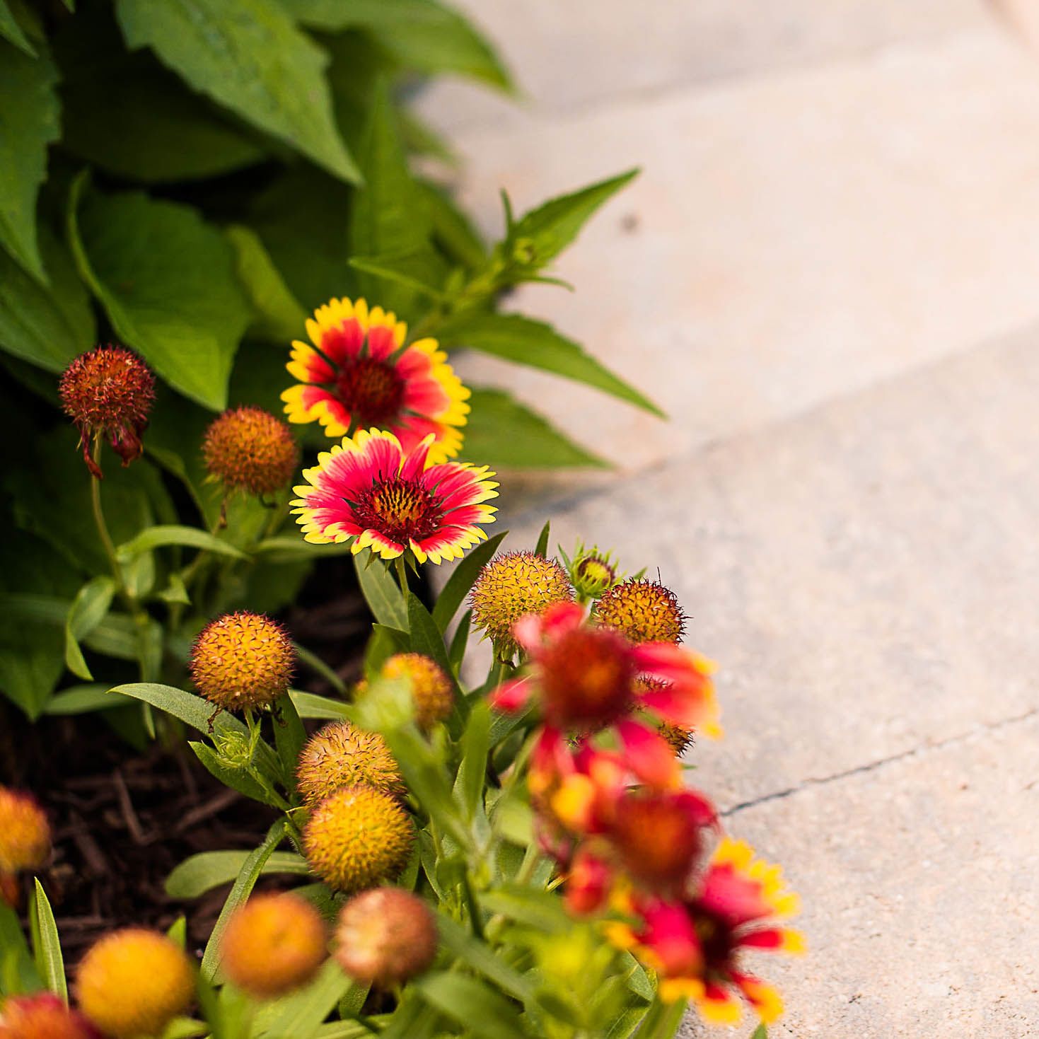 flowers in bloom on the edge of the stone patio