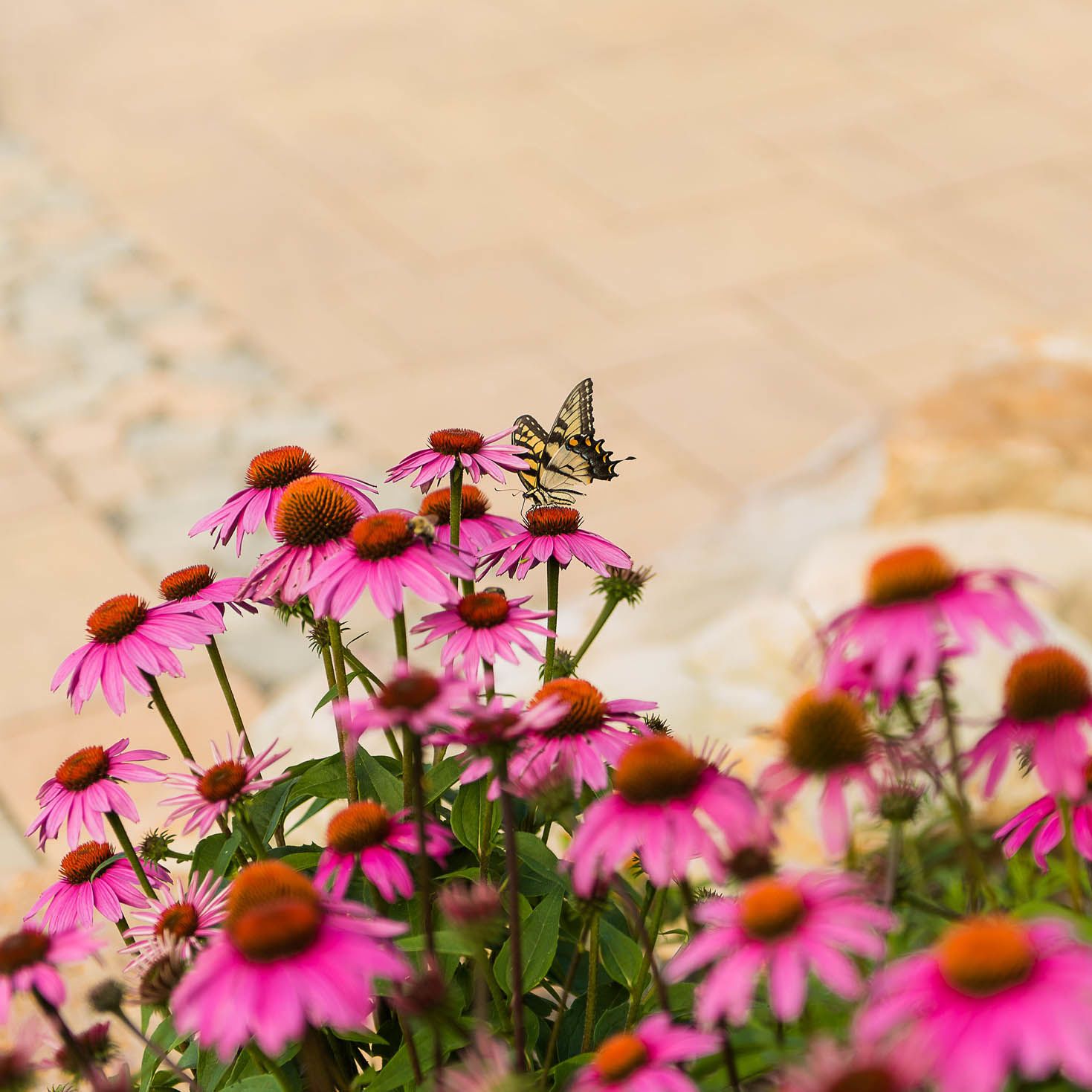 Purple coneflower with butterfly