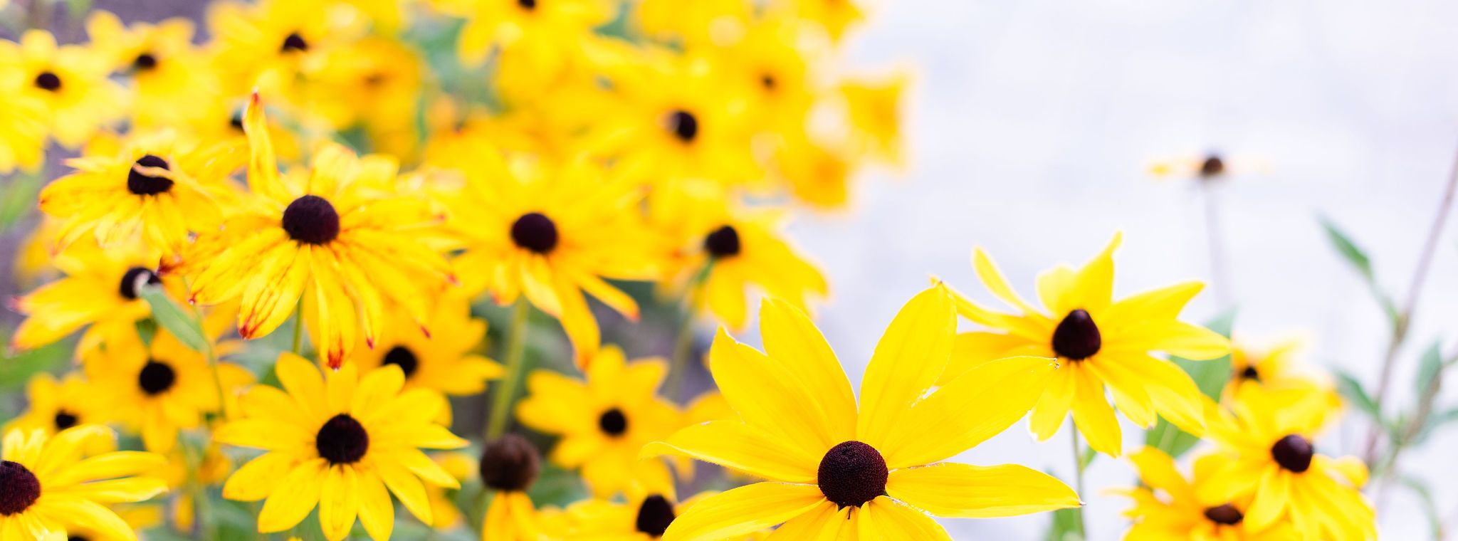Pool with hot tub and bluestone patio