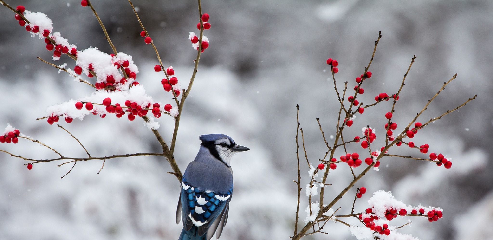 Plants that Attract Birds to your Outdoor Living Space