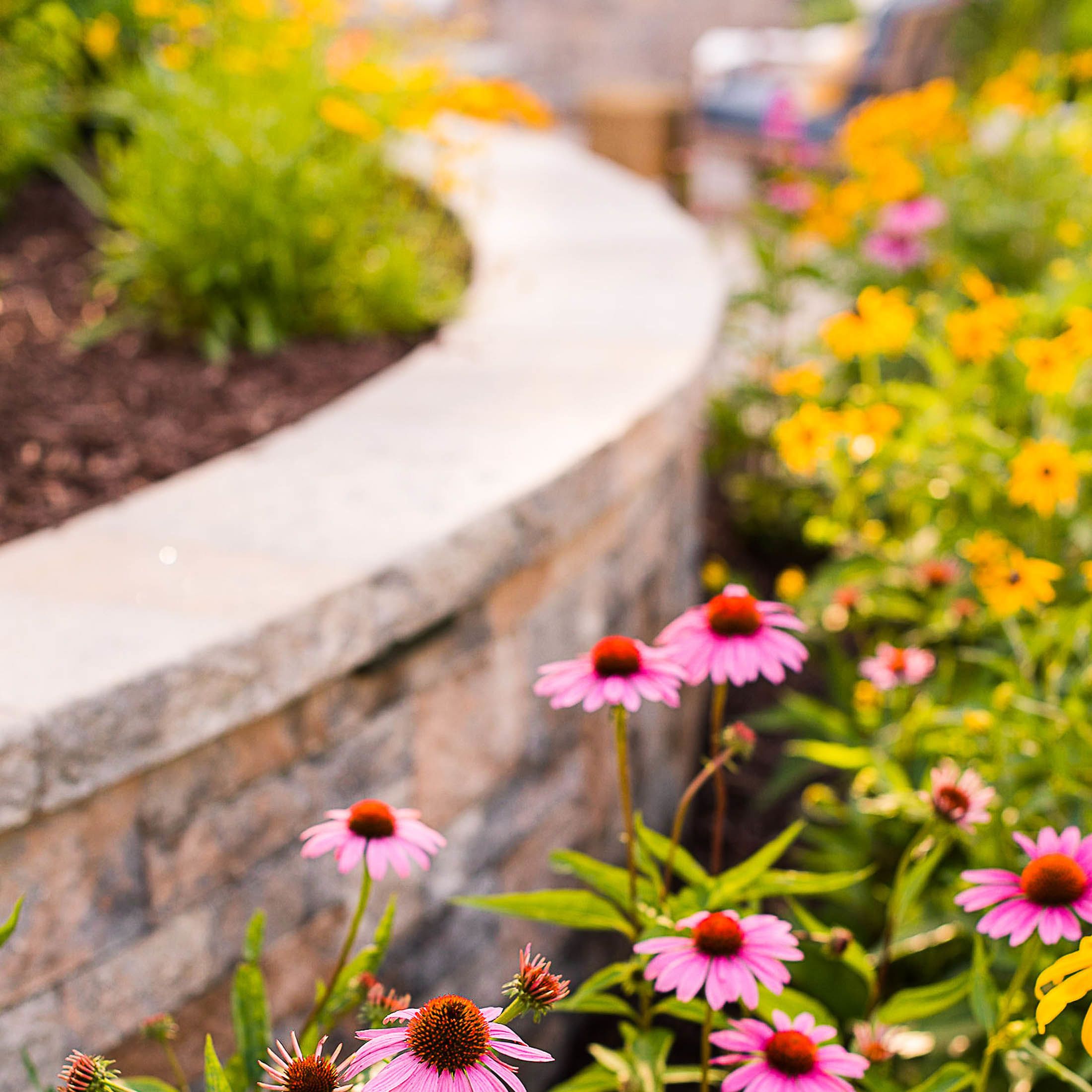 Beautiful purple and yellow spring flowers near stone wall