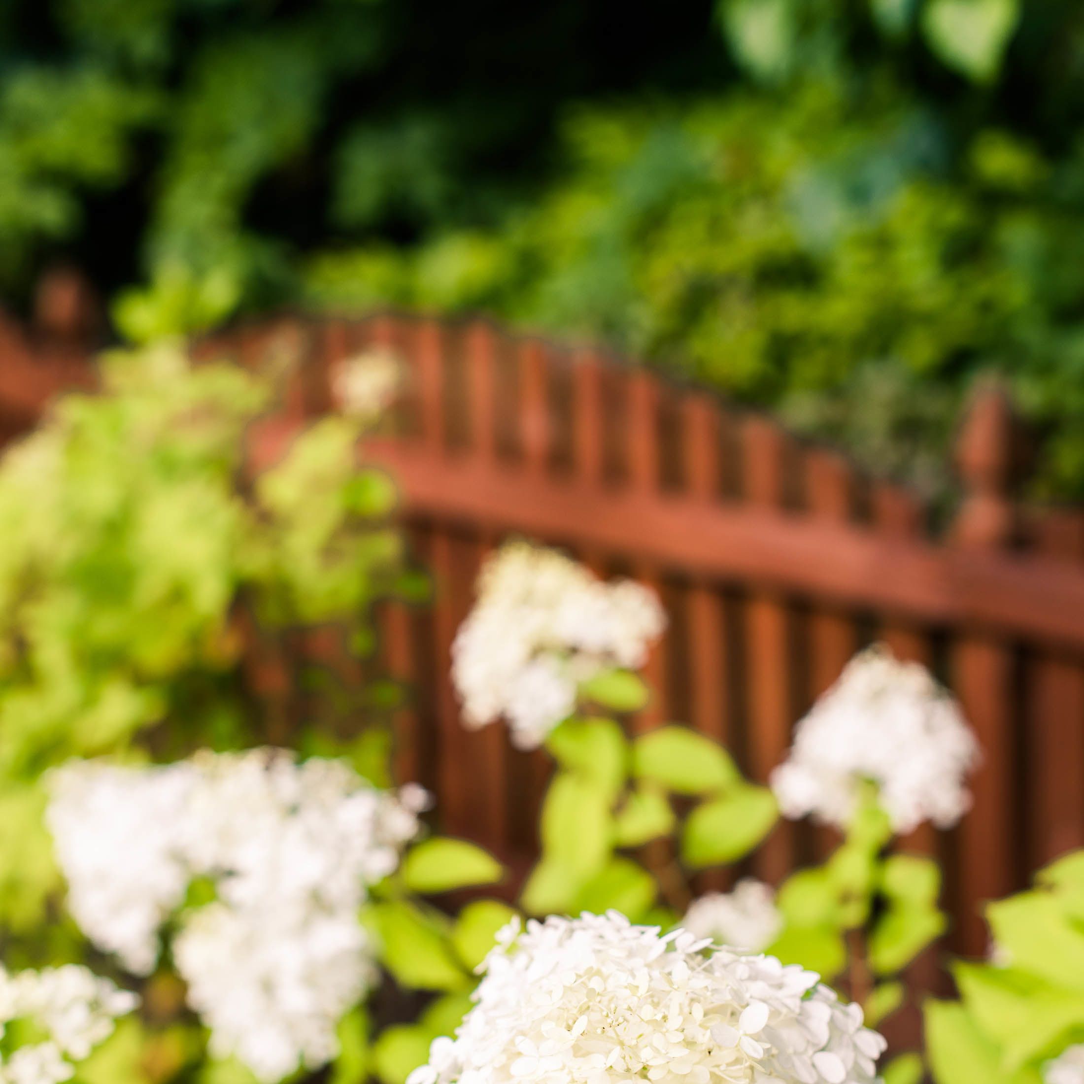 white hydrangea blooms against the brown privacy fence