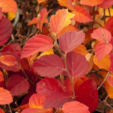 Fothergilla
