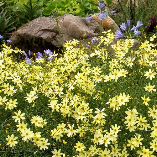 Threadleaf Coreopsis