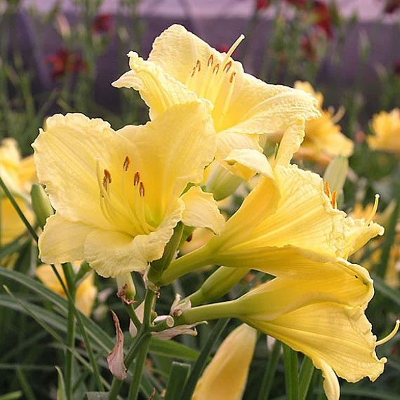 Reblooming Daylilies