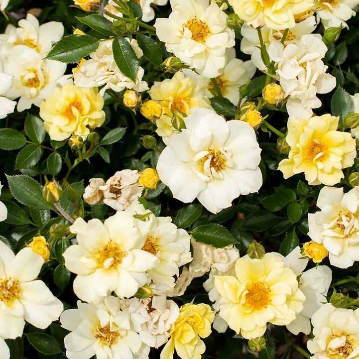 Knock Out & Drift Roses