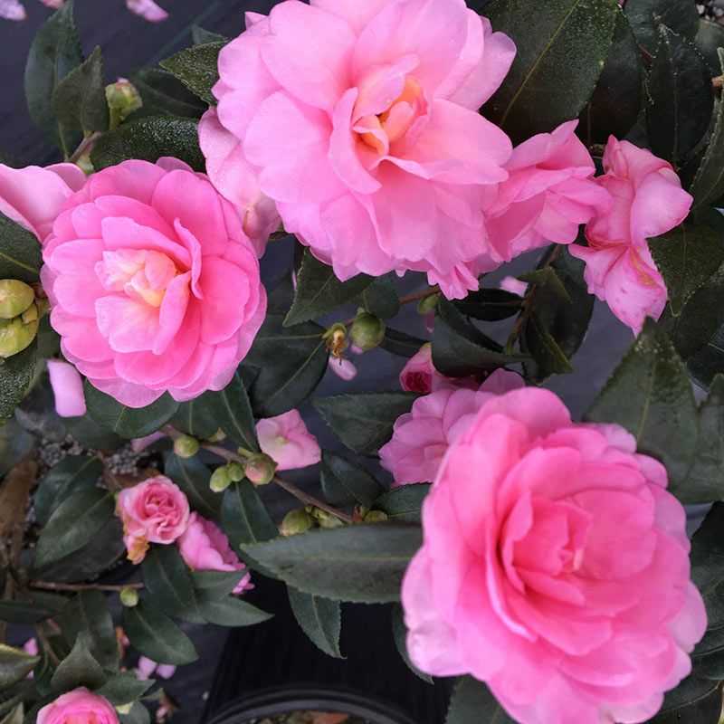Camellia sasanqua